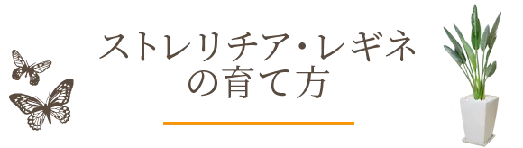 ストレリチア・レギネの育て方