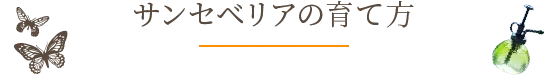 サンセベリアの育て方