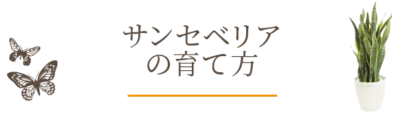 サンセベリアの育て方