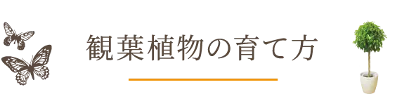 観葉植物の育て方