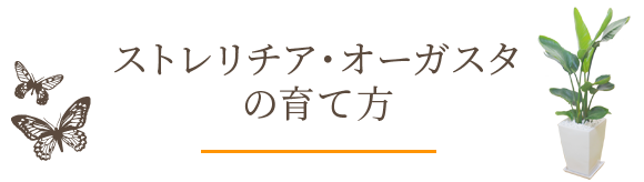 ストレリチア オーガスタの育て方 観葉植物の通販 販売のオアシス