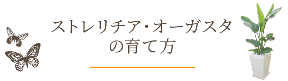 ストレリチア・オーガスタの育て方