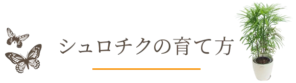 シュロチクの育て方