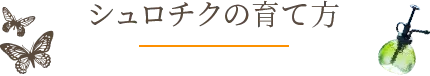 シュロチクの育て方