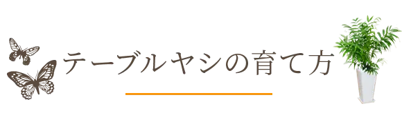 テーブルヤシの育て方