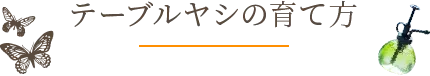 テーブルヤシの育て方