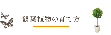 観葉植物の育て方