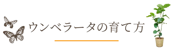 ウンベラータの育て方