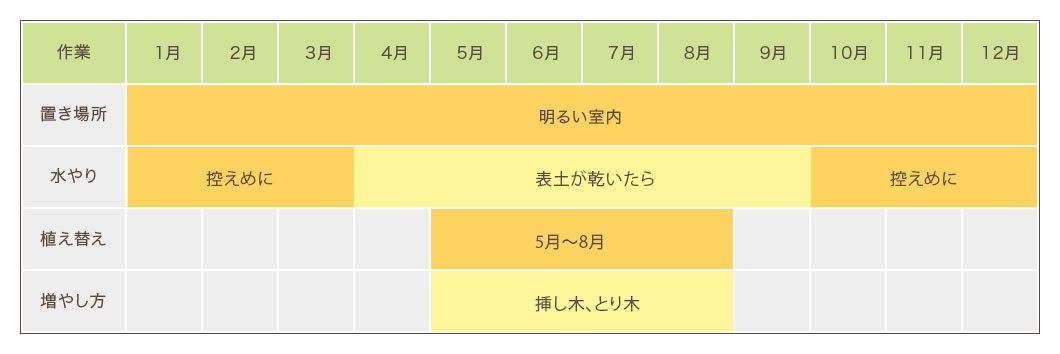 ウンベラータの育て方 観葉植物の通販 販売のオアシス