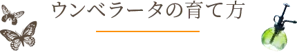 ウンベラータの育て方