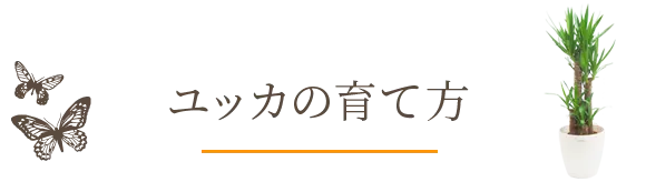 ユッカの育て方