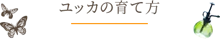 ユッカの育て方