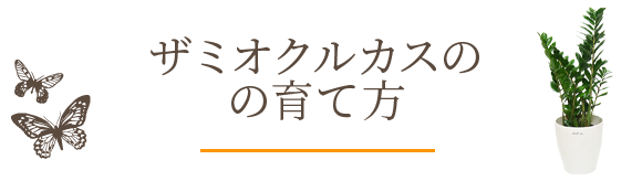 ザミオクルカスの育て方