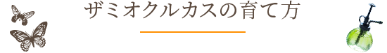 ザミオクルカスの育て方