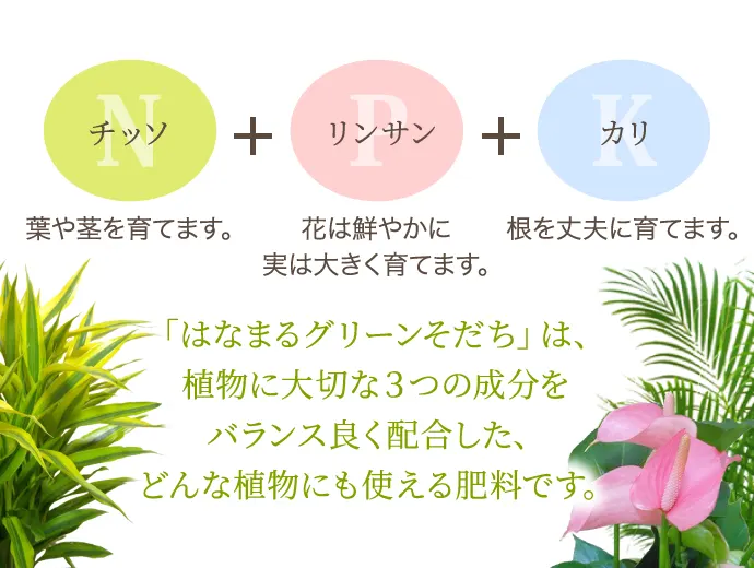 チッソ:葉や茎を育てます。+リンサン:花は鮮やかに実は大きく育てます。+カリ:根を丈夫に育てます。「はなまるグリーンそだち」は、植物に大切な3つの成分をバランス良く配合した、どんな植物にも使える肥料です。