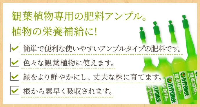 観葉植物専用の肥料アンプル。植物の栄養補給に! 簡単で便利な使いやすいアンプルタイプの肥料です。 色々な観葉植物に使えます。緑をより鮮やかにし、丈夫な株に育てます。根から素早く吸収されます。