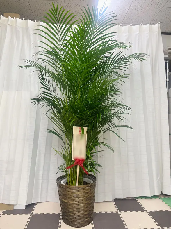 アレカヤシ(ラスターポット付) Lサイズ/観葉植物の販売、通販の