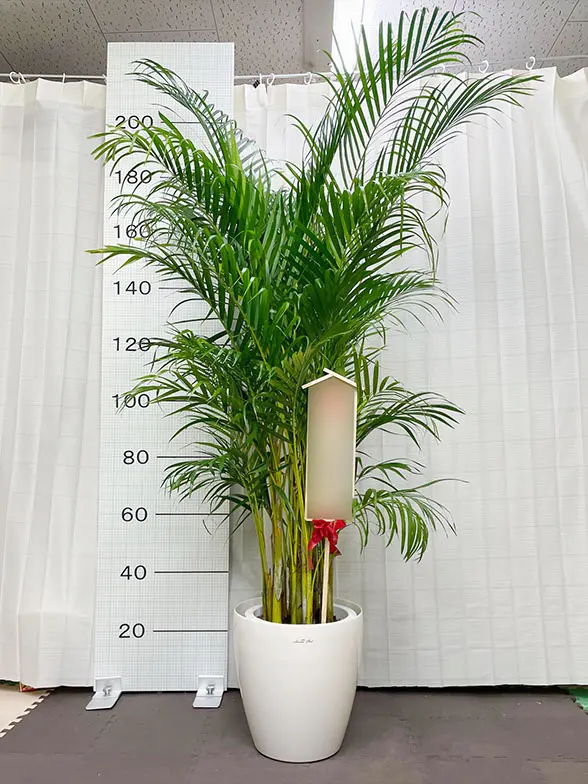 アレカヤシ（陶器鉢、ラウンドタイプ白色）Lサイズ/観葉植物の販売 