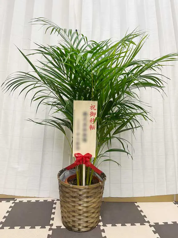 アレカヤシ Mサイズ 藤かご付・ダークブラウン