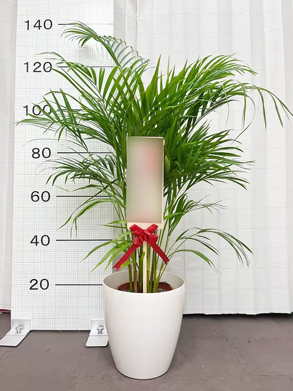 アレカヤシ(ラスターポット付) Mサイズ/観葉植物の販売、通販の観葉
