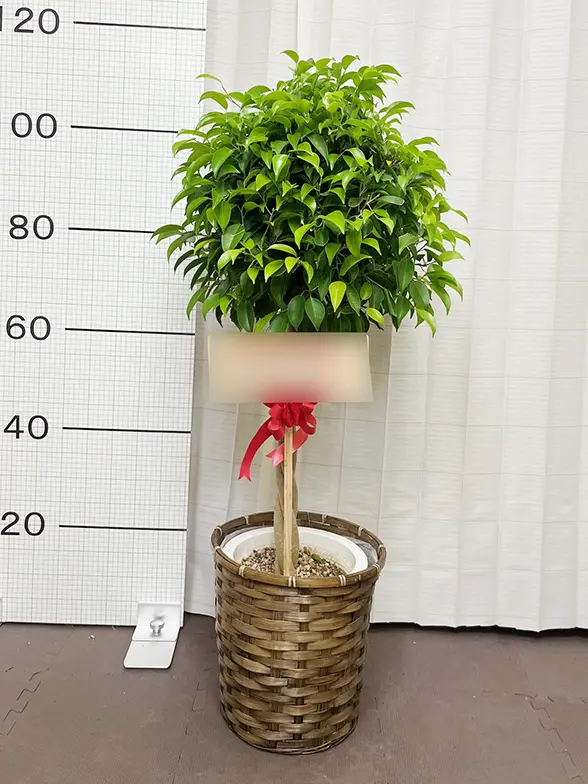 ベンジャミン（籐かご付、ダークブラウン色）Mサイズ/観葉植物の販売