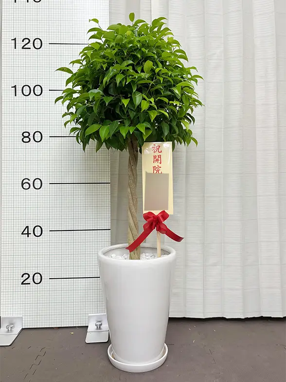 ベンジャミン(陶器鉢植込み、ラウンドタイプ白色) スタイリッシュ/観葉