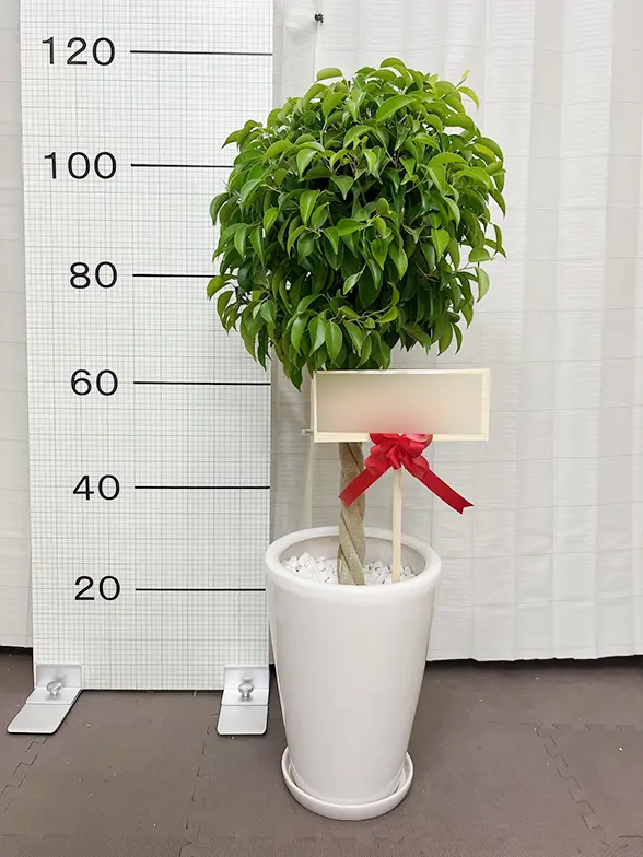 観葉植物　ベンジャミンバロック　美形　1m23センチ 特大　白い陶器鉢 ベンジャミン(陶器鉢植込み、ラウンドタイプ白色) スタイリッシュ/観葉