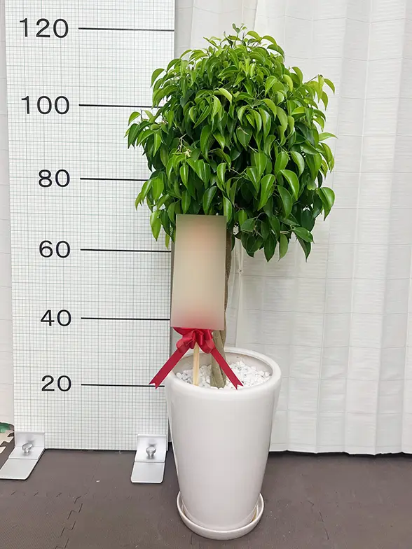 ベンジャミン(陶器鉢植込み、ラウンドタイプ白色) スタイリッシュ/観葉