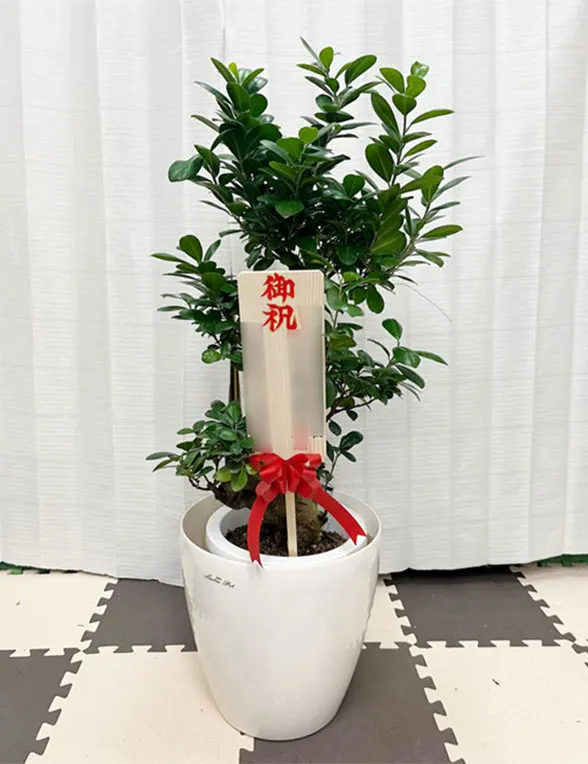 ガジュマル Mサイズ ラスターポット付
