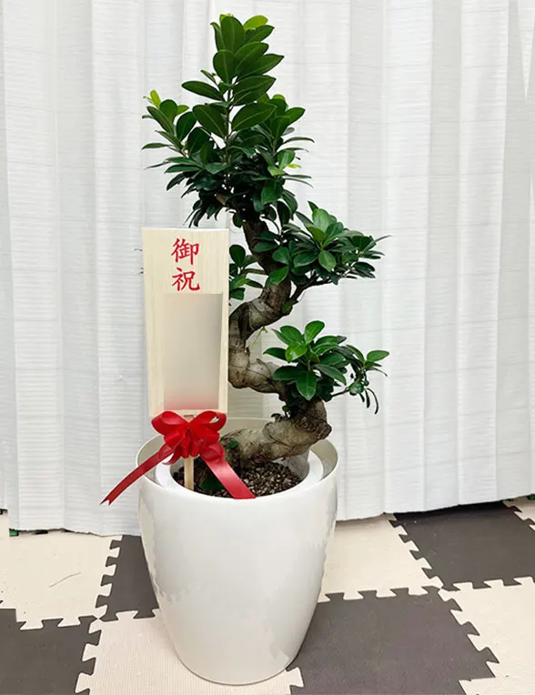 ガジュマル Mサイズ ラスターポット付