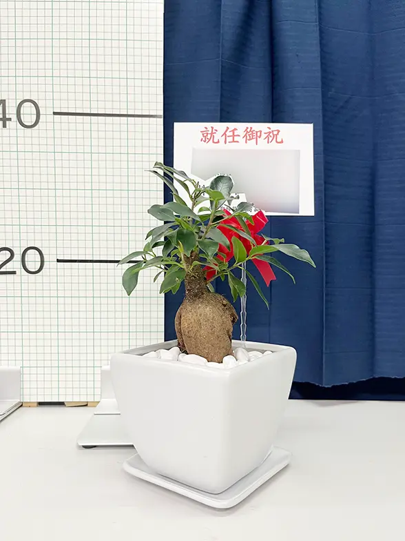 ガジュマル(陶器鉢植込み、4号スクエア白色) スタイリッシュ/観葉植物