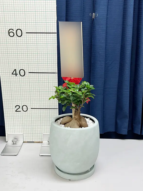 ガジュマル(陶器鉢 ボウル型 パステルカラー) スタイリッシュ/観葉植物