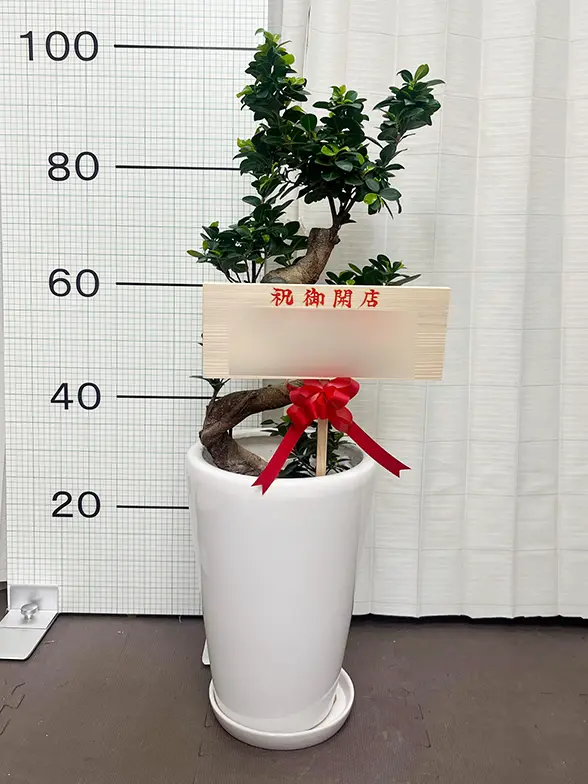 ガジュマル(陶器鉢植込み、ラウンドタイプ白色) スタイリッシュ/観葉