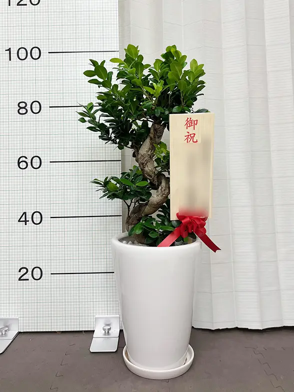 ガジュマル(陶器鉢植込み、ラウンドタイプ白色) スタイリッシュ/観葉