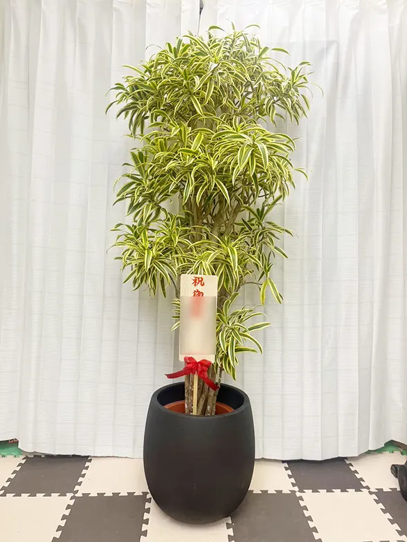 ソングオブインディア 大鉢Lサイズ バルーン型ン