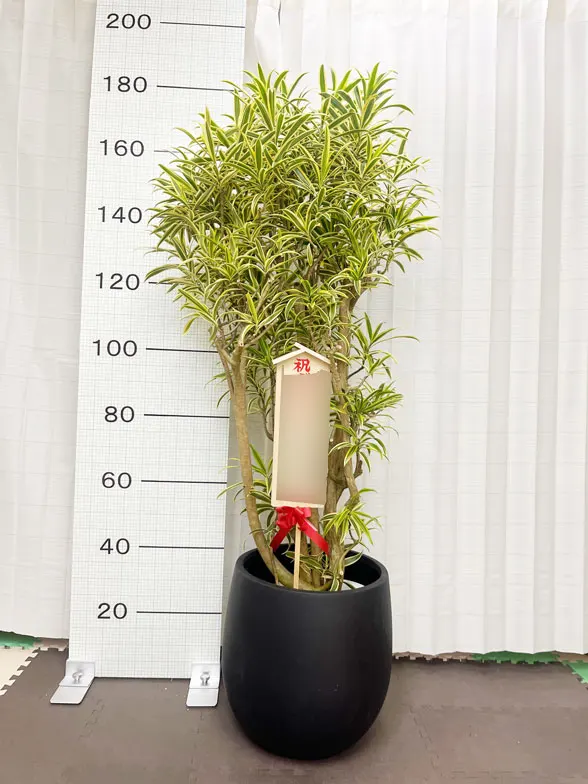 ソングオブインディア 大鉢Lサイズ バルーン型