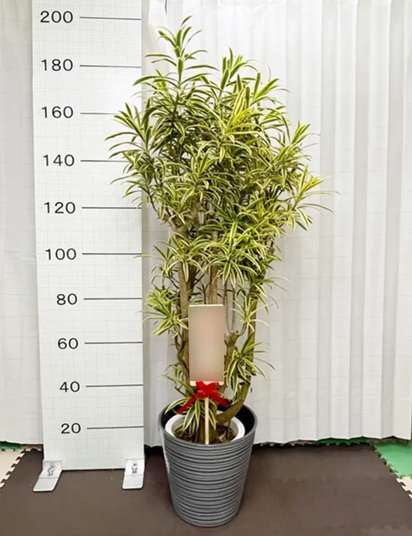 ソングオブインディア 大鉢Lサイズ エコフレンドリーポット付