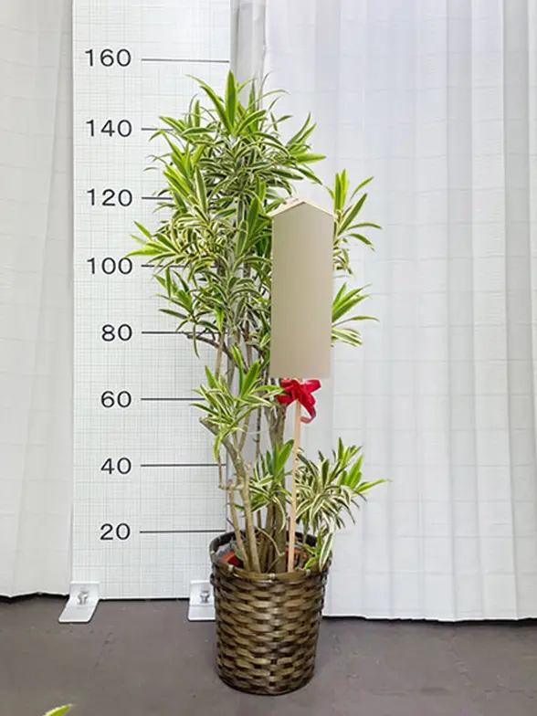 ソングオブインディア　高さ約110㌢ ソングオブインディア(籐かご付、ダークブラウン色) Mサイズ/観葉植物