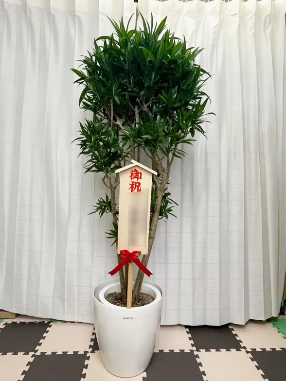 ソングオブジャマイカ 大鉢Lサイズ ラスターポット付
