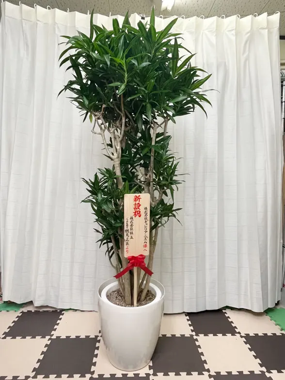 ソングオブジャマイカ 大鉢Lサイズ ラスターポット付