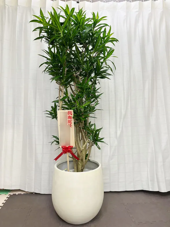 ソングオブジャマイカ 大鉢Lサイズ バルーン型