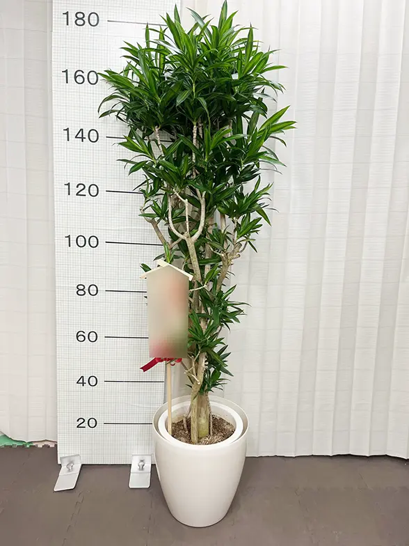ソングオブジャマイカ(ラスターポット付) Lサイズ/観葉植物の販売