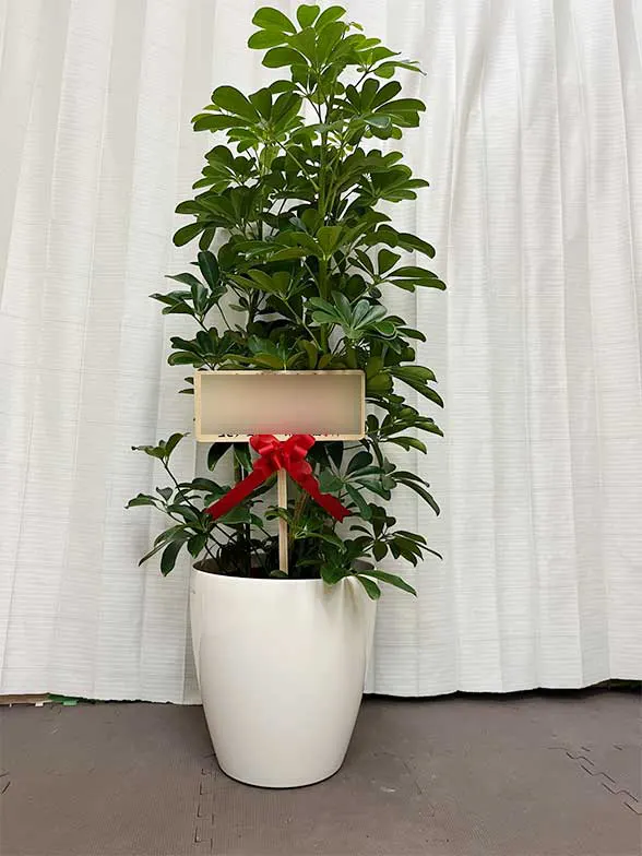 カポック（籐かご付、ダークブラウン色）Lサイズ/観葉植物の販売
