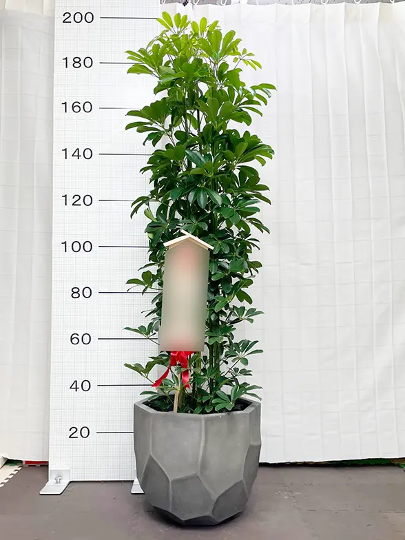 かまぼこさん専用。トックリヤシ。観葉植物。鉢ごと無料で発送致します。 観葉植物 カポック（シェフレラ） 10号 ノーマル 竹バスケット