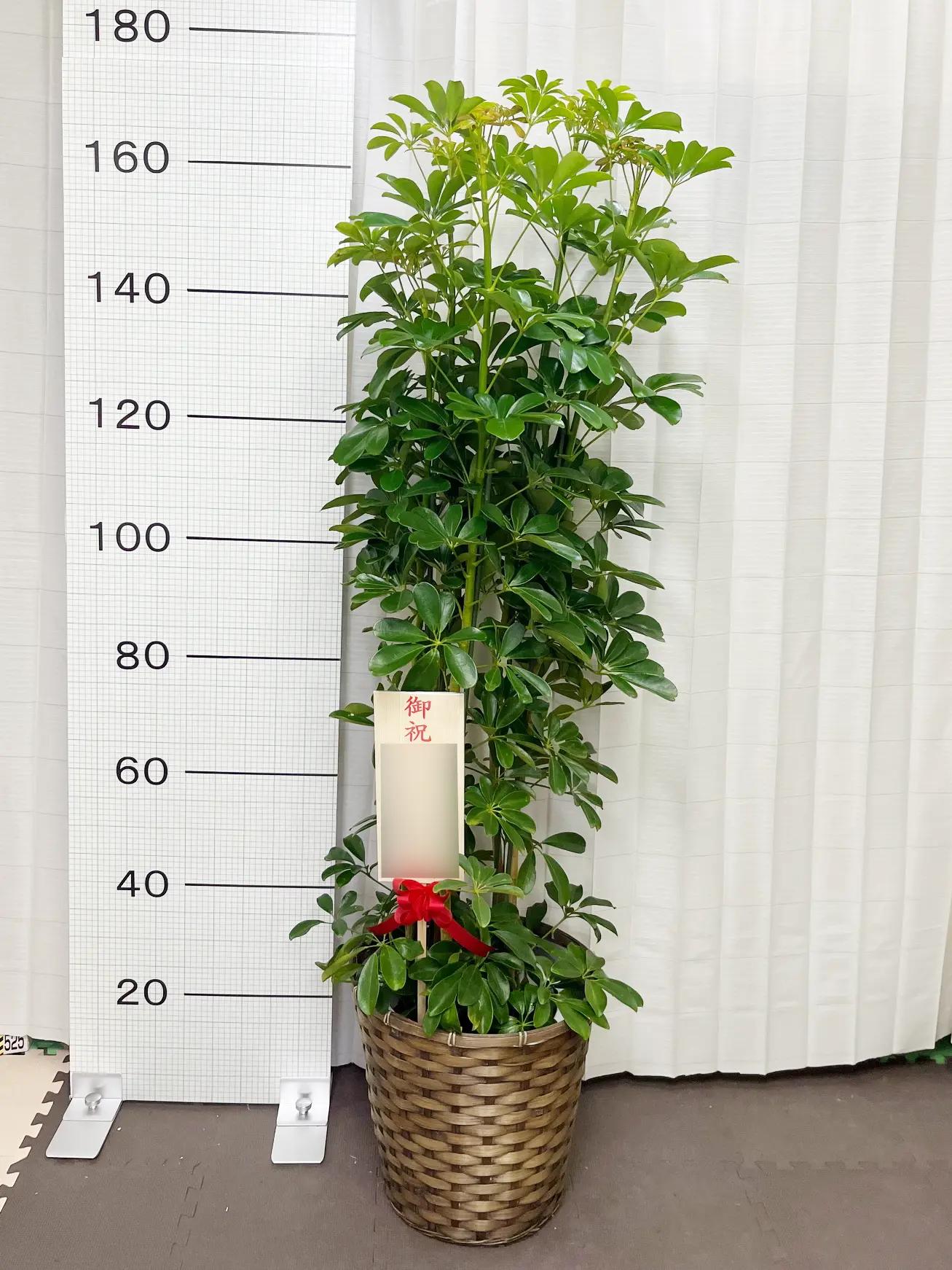 観葉植物  かご  特大 カポック（籐かご付、ダークブラウン色）Lサイズ/観葉植物の販売、通販