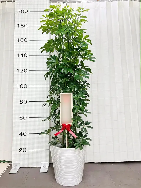 カポック(エコフレンドリーポット付) Lサイズ/観葉植物の販売、通販の