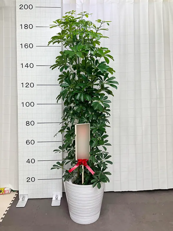 カポック(エコフレンドリーポット付) Lサイズ/観葉植物の販売、通販の