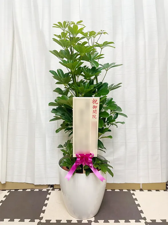 カポック Mサイズ ラスターポット付