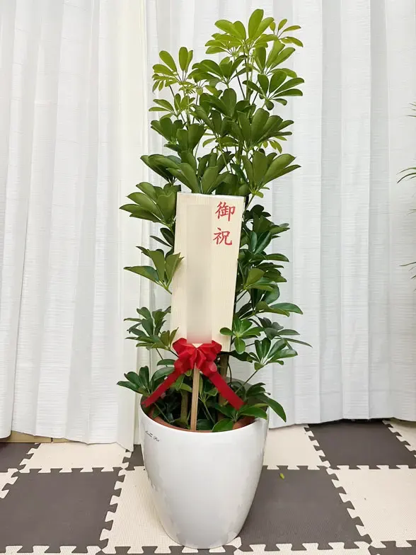 カポック Mサイズ ラスターポット付