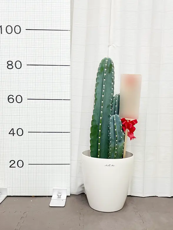 柱サボテン（鬼面角）（ラスターポット付）Mサイズ/観葉植物の販売
